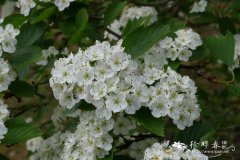  多浆山楂Crataegus succulenta