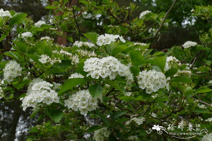  多浆山楂Crataegus succulenta