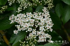 中华石楠Photinia beauverdiana