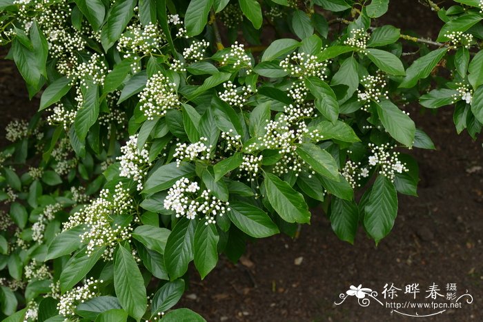 中华石楠Photinia beauverdiana