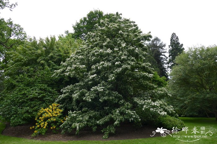 中华石楠Photinia beauverdiana