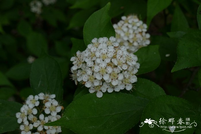 毛叶石楠Photinia villosa