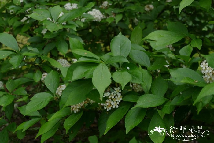 毛叶石楠Photinia villosa