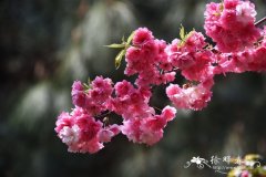  细齿樱桃、云南樱花Cerasus serrula