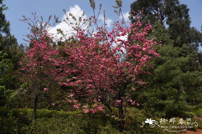  细齿樱桃、云南樱花Cerasus serrula