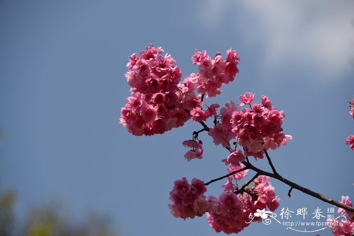  细齿樱桃、云南樱花Cerasus serrula
