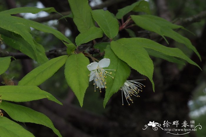 细齿樱桃Cerasus serrula