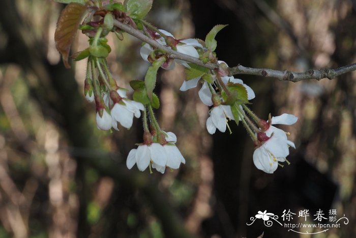 微毛樱桃 Cerasus clarofolia