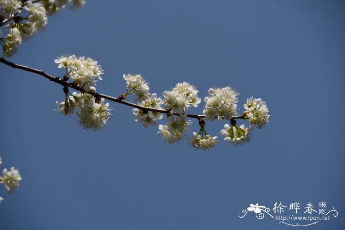 微毛樱桃 Cerasus clarofolia