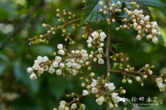 细花泡花树Meliosma parviflora