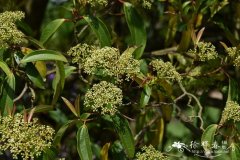 樟叶荚蒾Viburnum cinnamomifolium