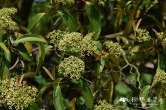 樟叶荚蒾Viburnum cinnamomifolium