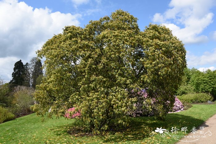 樟叶荚蒾Viburnum cinnamomifolium