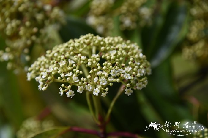 樟叶荚蒾Viburnum cinnamomifolium