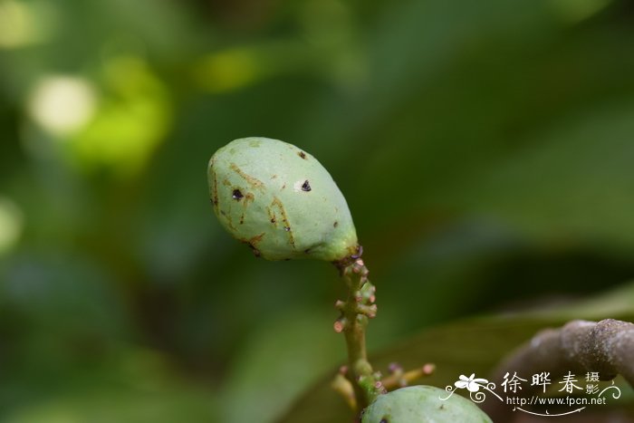 滇南风吹楠Horsfieldia tetratepala