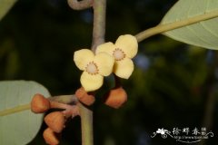 小叶红光树Knema globularia