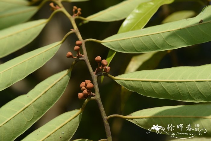 小叶红光树Knema globularia