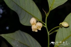 肉豆蔻Myristica fragrans