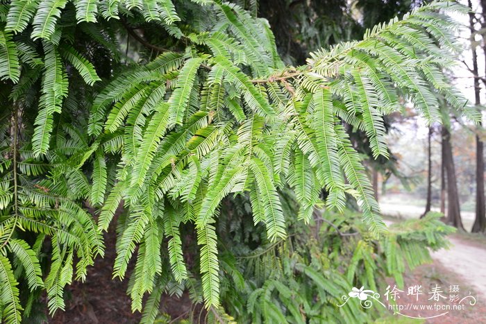 西双版纳粗榧Cephalotaxus mannii