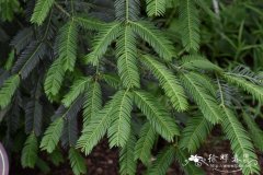 篦子三尖杉Cephalotaxus oliveri