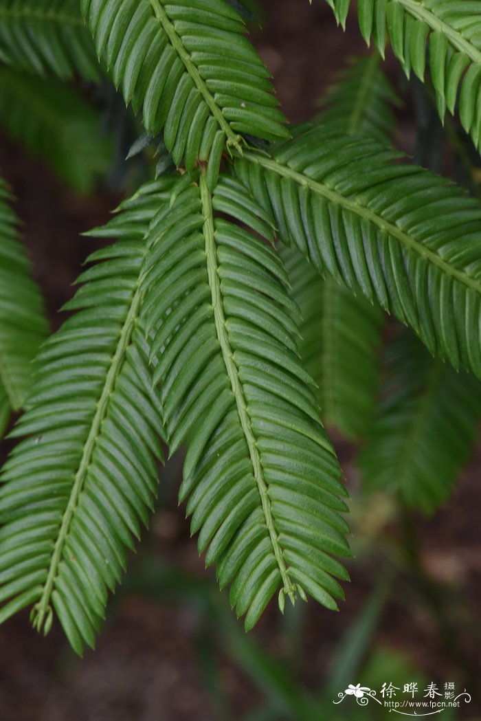 篦子三尖杉Cephalotaxus oliveri