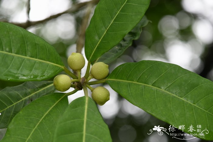 环榕Ficus annulata