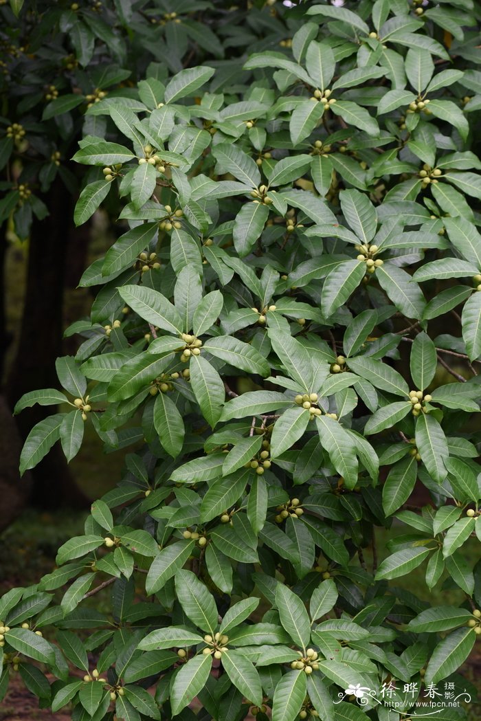 环榕Ficus annulata