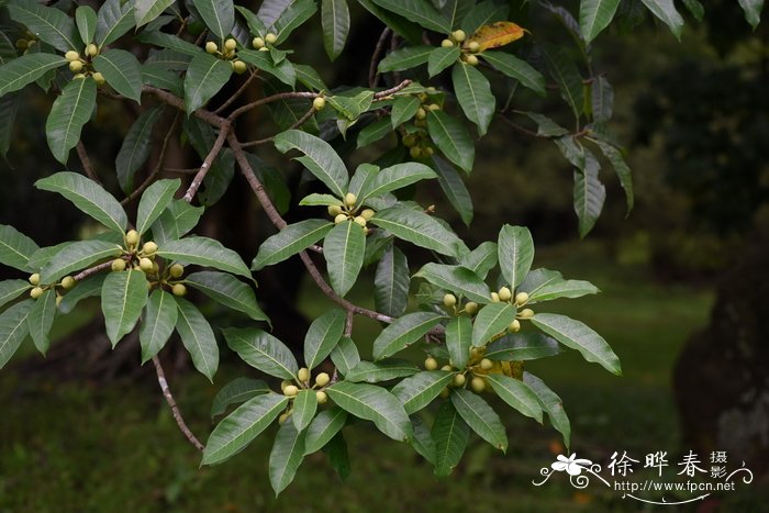 环榕Ficus annulata