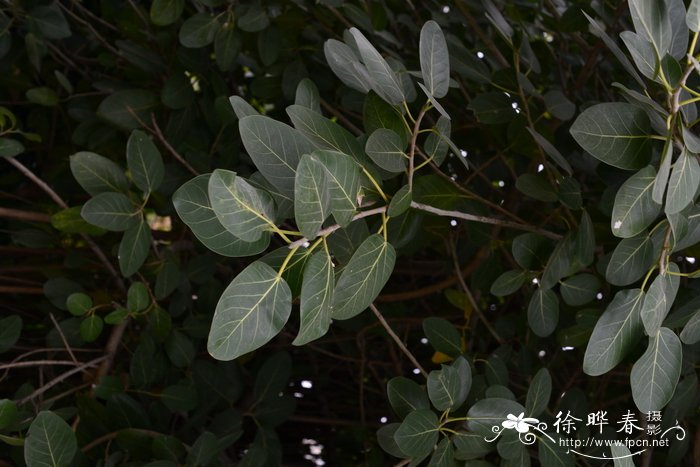 孟加拉榕Ficus benghalensis