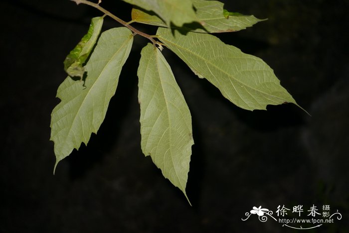 歪叶榕Ficus cyrtophylla