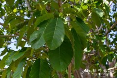 大青树 Ficus hookeriana