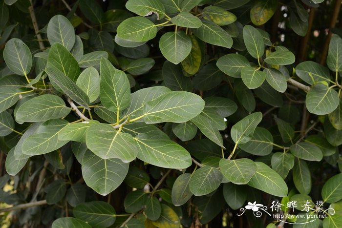 孟加拉榕Ficus benghalensis