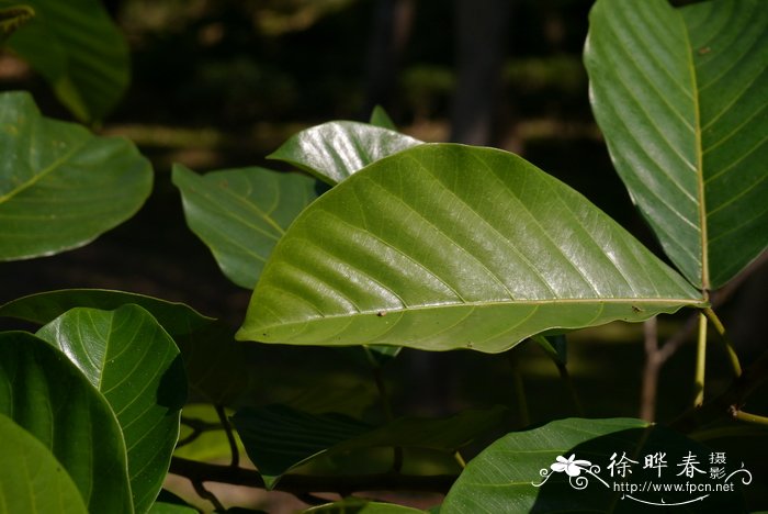 硬皮榕Ficus callosa