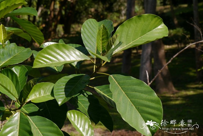 硬皮榕Ficus callosa