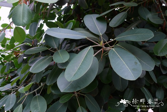 钝叶榕Ficus curtipes