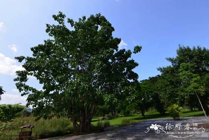 大青树 Ficus hookeriana