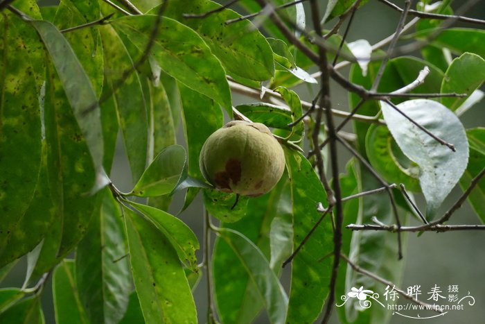 大果核果茶Pyrenaria spectabilis