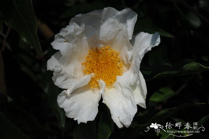 毛果猴子木Camellia yunnanensis var. trichodarpa