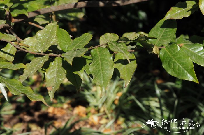 毛果猴子木Camellia yunnanensis var. trichodarpa