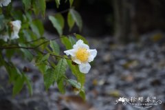 猴子木，五柱滇山茶Camellia yunnanensis