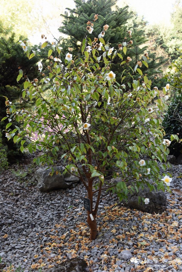 猴子木，五柱滇山茶Camellia yunnanensis