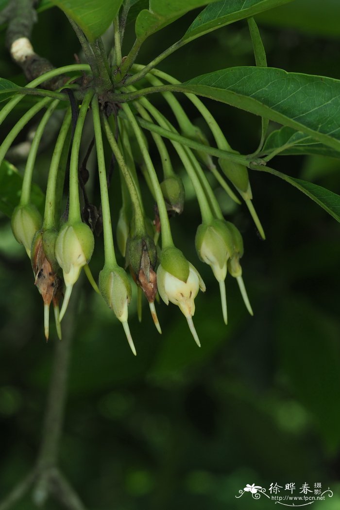 长叶马府油、长叶紫荆木Madhuca longifolia