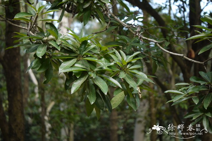 长叶马府油、长叶紫荆木Madhuca longifolia