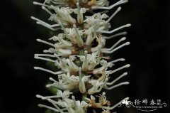 澳洲坚果 Macadamia integrifolia