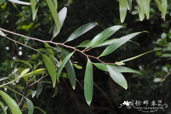 柳叶火轮树Stenocarpus salignus