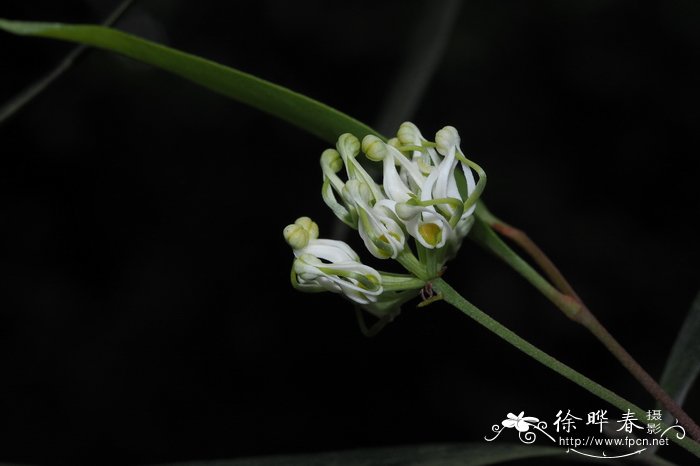 柳叶火轮树Stenocarpus salignus