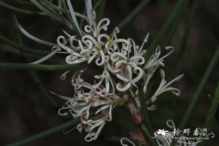 绢毛荣桦Hakea lissosperma