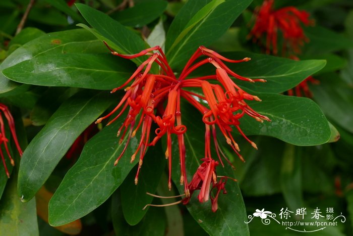 筒瓣花Embothrium coccineum