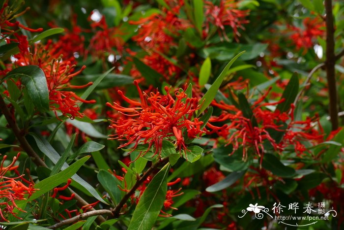 筒瓣花Embothrium coccineum