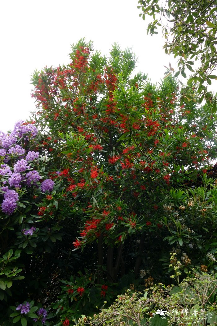 筒瓣花Embothrium coccineum